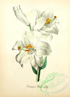 lilies_flowers-00910 - Common White Lily [1905x2650]