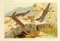 lizards_and_tritons-00005 - lacerta muralis