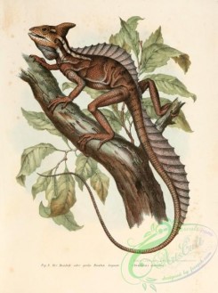 lizards_and_tritons-00027 - basiliscus mitratus