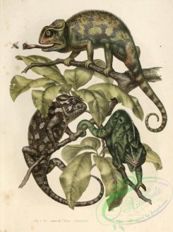 lizards_and_tritons-00028 - chameleon coromandelieus