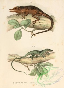 lizards_and_tritons-00032 - deiroplyx vermiculatus, clenocercus carolinensis
