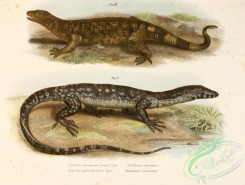 lizards_and_tritons-00034 - heloderma horridum, hydrosaurus marmoratus