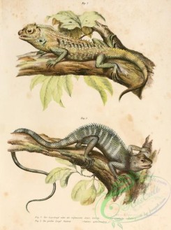 lizards_and_tritons-00043 - lyriocephalus scutatus, calotes ophiomachus