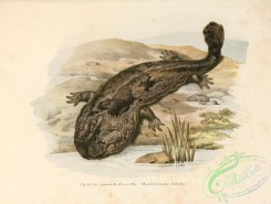 lizards_and_tritons-00044 - megalobatrachus sieboldii