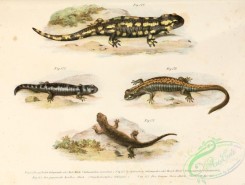 lizards_and_tritons-00049 - salamandra maculosa, onychodactylus schlegetii, salamandroides gravenhorstii, geotriton fuscus