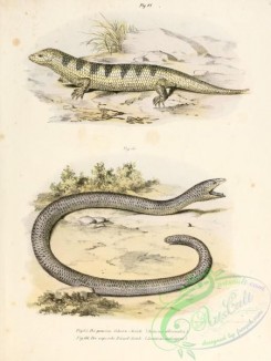 lizards_and_tritons-00053 - scincus officinalis, acontias meleagris