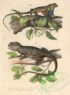 lizards_and_tritons-00054 - semiophorus pondicerianus, jstiurus lesueurii