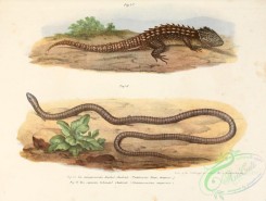 lizards_and_tritons-00059 - triblonotus novae guineae, chamacsairra anguinea