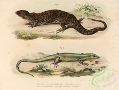 lizards_and_tritons-00061 - tropidolepis smaragdina