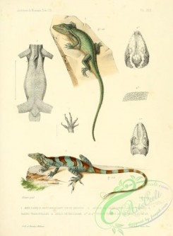 lizards_and_tritons-00064 - anolis