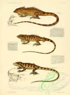 lizards_and_tritons-00069 - mecolepide