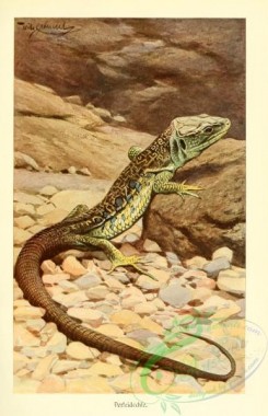 lizards_and_tritons-00091 - lacerta ocellata