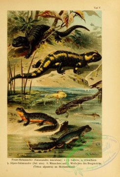 lizards_and_tritons-00096 - salamandra maculosa, salamandra atra, triton alpestris