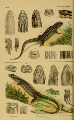 lizards_and_tritons-00101 - hinulia whitei, hinulia quoyi, White's Hinulia Lizard, Quoy's Hinulia Lizard