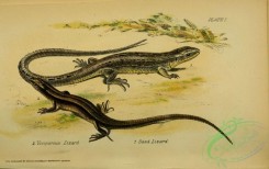 lizards_and_tritons-00110 - Viviparous Lizard, Sand Lizard