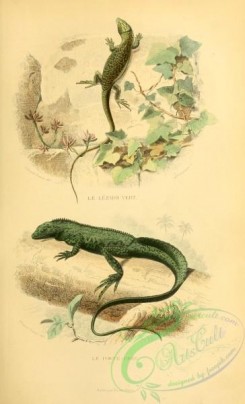 lizards_and_tritons-00113 - 007