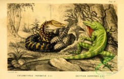 lizards_and_tritons-00129 - chilabothrus inornatus, dactyloa edwardsii