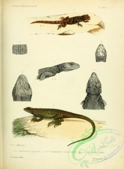 lizards_and_tritons-00136 - Iguana, 4