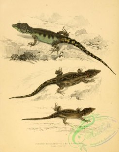 lizards_and_tritons-00145 - cordylus microlepidotus, 2