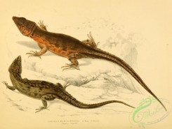 lizards_and_tritons-00147 - cordylus microlepidotus
