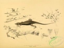 lizards_and_tritons-00151 - platysaurus capensis