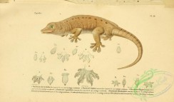 lizards_and_tritons-00178 - platycdactyle des seychelles
