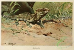 lizards_and_tritons-00195 - Tuatara
