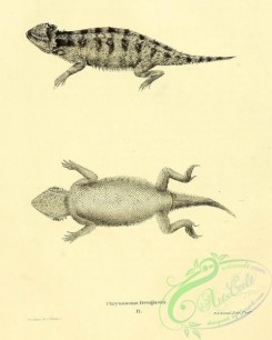 lizards_and_tritons-00200 - phrynosoma douglassii
