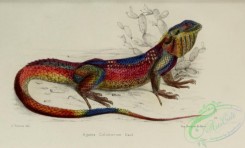 lizards_and_tritons-00227 - agama colonorum