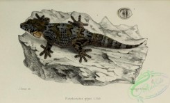 lizards_and_tritons-00232 - platydactylus gigas