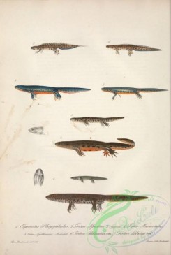 lizards_and_tritons-00235 - euproctus platycephalus, triton alpestris, triton marmoratus, triton nycthemerus, triton palmatus, triton lobatus