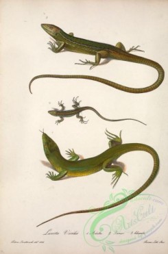 lizards_and_tritons-00239 - lacerta viridis