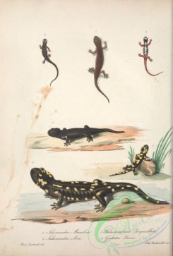 lizards_and_tritons-00244 - salamandra maculosa, salamandrina perspicillata, salamandra atra, geotriton fuscus