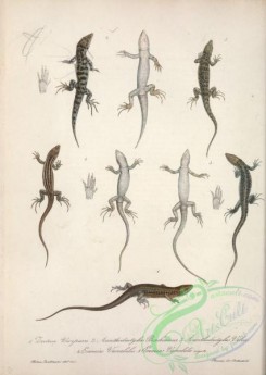lizards_and_tritons-00247 - zootoca vivipara, acanthodactylus boschianus, acanthodactylus velox, eremias variabilis, eremias variabilis arguta
