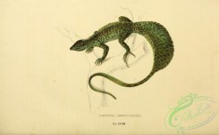 lizards_and_tritons-00252 - lophura amboinensis