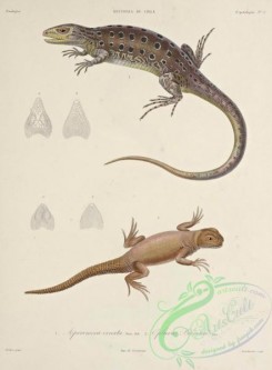lizards_and_tritons-00257 - aporomera ornata, oplurus bibronii