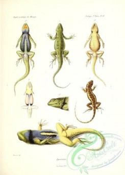 lizards_and_tritons-00262 - 010-Iguana