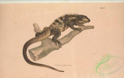 lizards_and_tritons-00267 - 002-cyclura pectinata