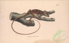 lizards_and_tritons-00269 - 004-laemanctus longipes