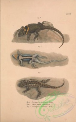 lizards_and_tritons-00272 - 007-sceloporus torquatus, sceloporus formosus, sceloporus spinosus