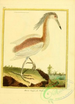 long_legged_birds-00012 - Heron, 2