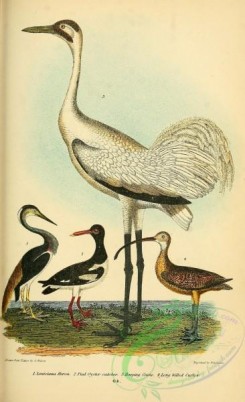 long_legged_birds-00104 - Louisiana Heron, Pied Oyster-catcher, Hooping Crane, Long billed Curlew