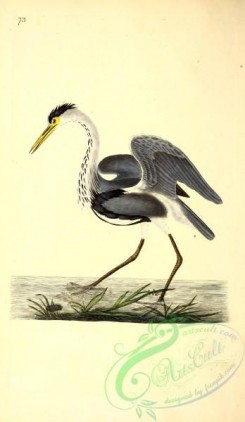 long_legged_birds-00120 - Common Heron, ardea cinerea