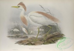 long_legged_birds-00168 - 454-Bubulcus russatus, Buff-backed Heron
