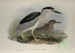long_legged_birds-00170 - 456-Nycticorax griseus, Night-Heron