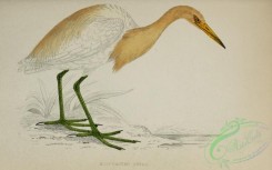 long_legged_birds-00265 - Buff-backed Heron