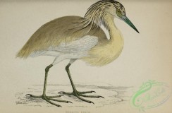 long_legged_birds-00270 - Squacco Heron