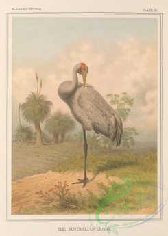 long_legged_birds-00341 - Australian Crane