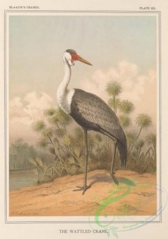 long_legged_birds-00356 - Wattled Crane