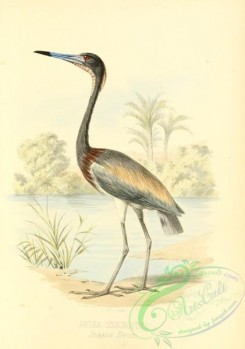 long_legged_birds-00368 - Inagua Heron, ardea cyanirostris